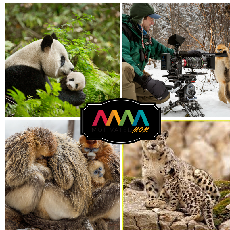 disneynature-born-in-china-pandas-snow-leopards-and-monkeys