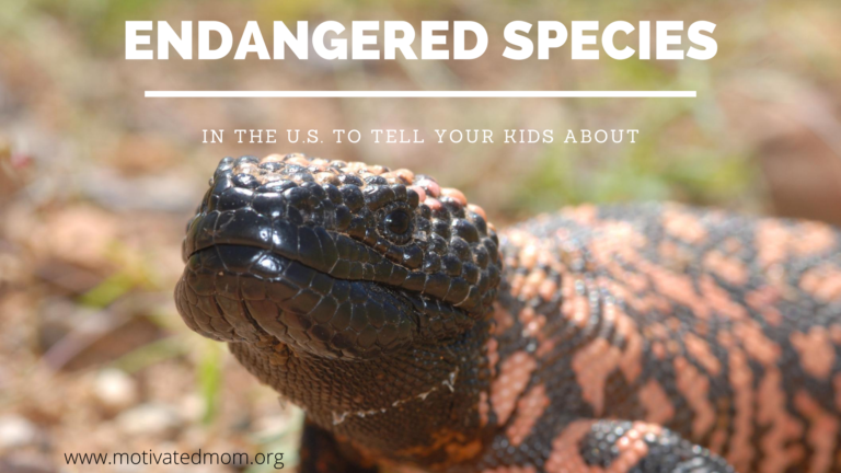 Endangered Species In The U.S. To Tell Your Kids About